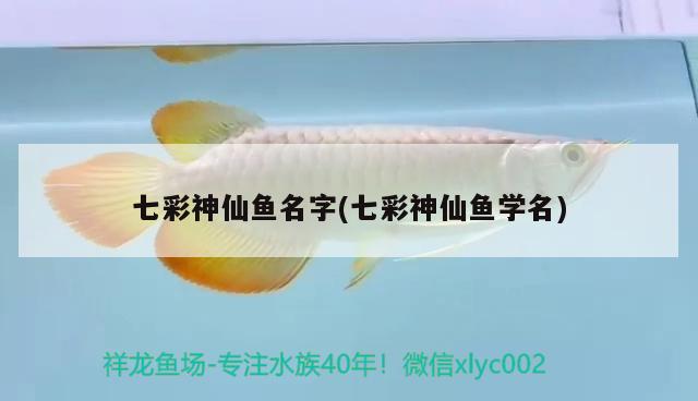 七彩神仙魚名字(七彩神仙魚學(xué)名) 七彩神仙魚