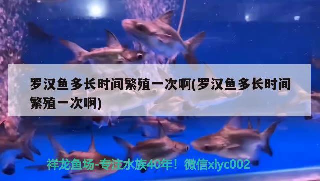 羅漢魚多長時(shí)間繁殖一次啊(羅漢魚多長時(shí)間繁殖一次啊) 羅漢魚