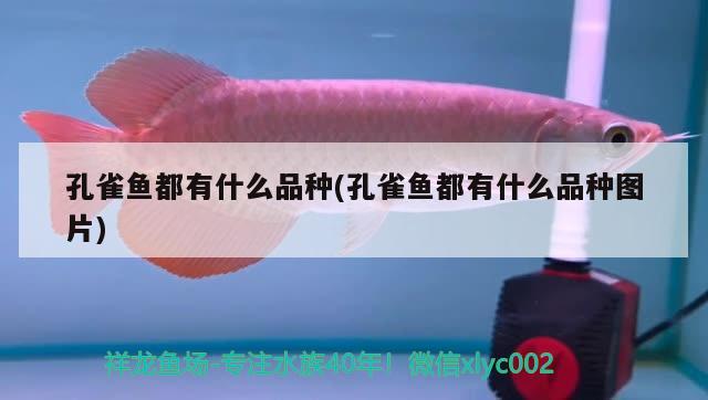 孔雀魚都有什么品種(孔雀魚都有什么品種圖片) 白子銀龍魚苗