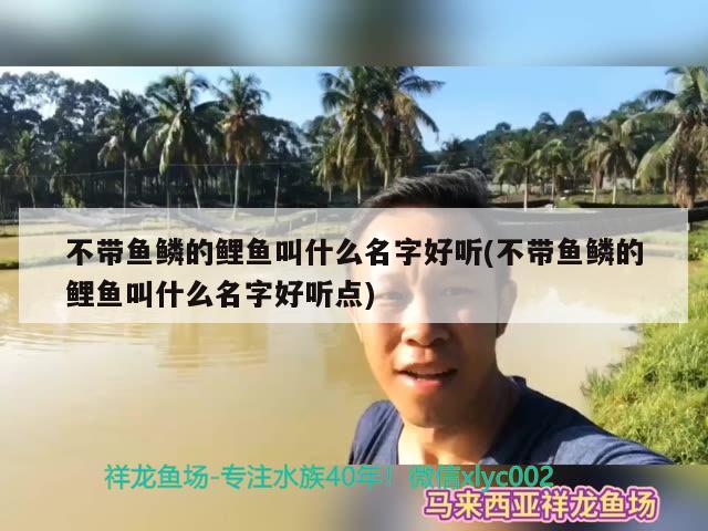 不帶魚鱗的鯉魚叫什么名字好聽(不帶魚鱗的鯉魚叫什么名字好聽點(diǎn)) 眼斑魚