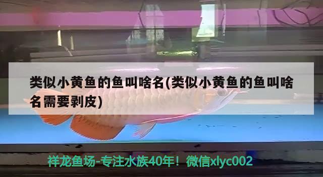 類似小黃魚的魚叫啥名(類似小黃魚的魚叫啥名需要?jiǎng)兤? 觀賞魚市場（混養(yǎng)魚）