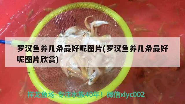 羅漢魚(yú)養(yǎng)幾條最好呢圖片(羅漢魚(yú)養(yǎng)幾條最好呢圖片欣賞) 羅漢魚(yú)