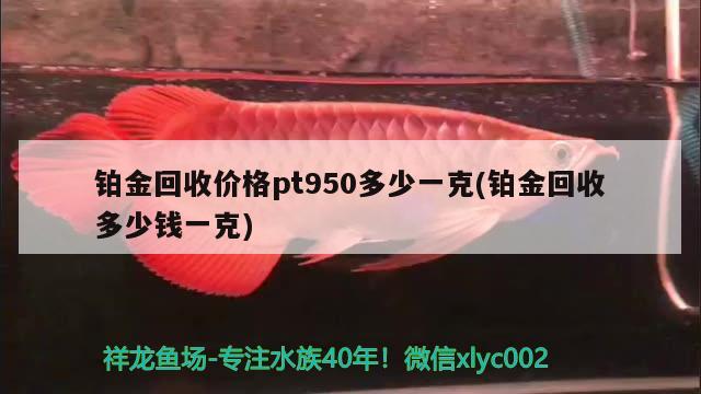 鉑金回收價(jià)格pt950多少一克(鉑金回收多少錢一克) 赤荔鳳冠魚