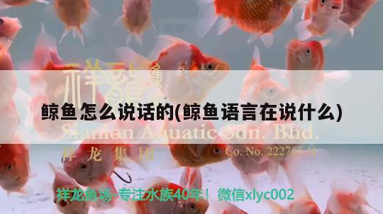 鯨魚怎么說話的(鯨魚語言在說什么) 龍魚專用燈