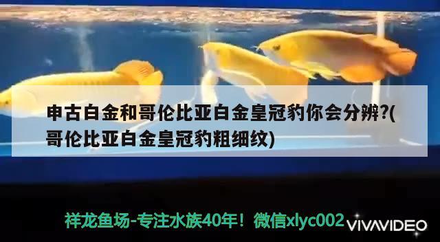 申古白金和哥倫比亞白金皇冠豹你會分辨？(哥倫比亞白金皇冠豹粗細紋) 細線銀板魚苗