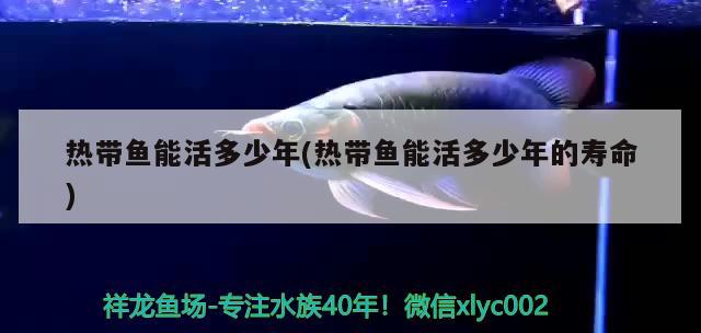 熱帶魚能活多少年(熱帶魚能活多少年的壽命) 祥龍龍魚專用水族燈