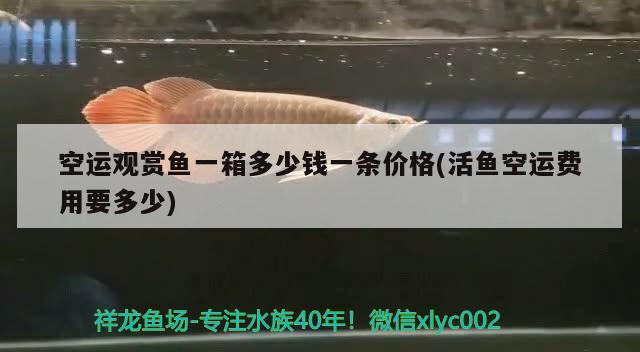 空運觀賞魚一箱多少錢一條價格(活魚空運費用要多少)