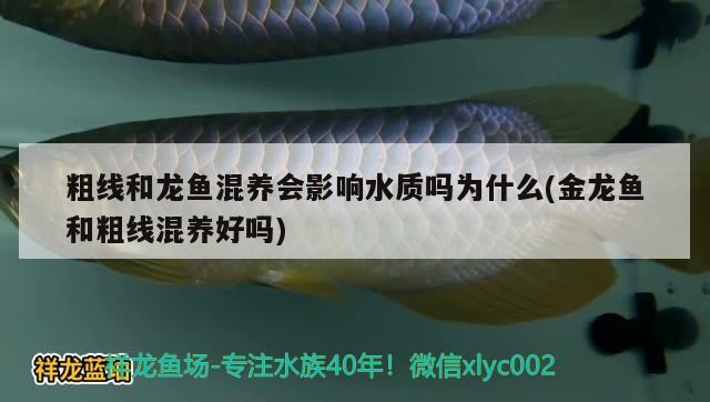 粗線和龍魚(yú)混養(yǎng)會(huì)影響水質(zhì)嗎為什么(金龍魚(yú)和粗線混養(yǎng)好嗎) 赤荔鳳冠魚(yú)