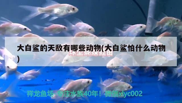 大白鯊的天敵有哪些動物(大白鯊怕什么動物) 帝王迷宮