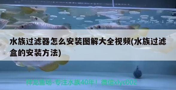 水族過濾器怎么安裝圖解大全視頻(水族過濾盒的安裝方法) 女王大帆魚