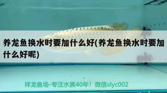 養(yǎng)龍魚換水時(shí)要加什么好(養(yǎng)龍魚換水時(shí)要加什么好呢) 其它水族用具設(shè)備