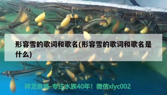 形容雪的歌詞和歌名(形容雪的歌詞和歌名是什么) 魚缸清潔用具