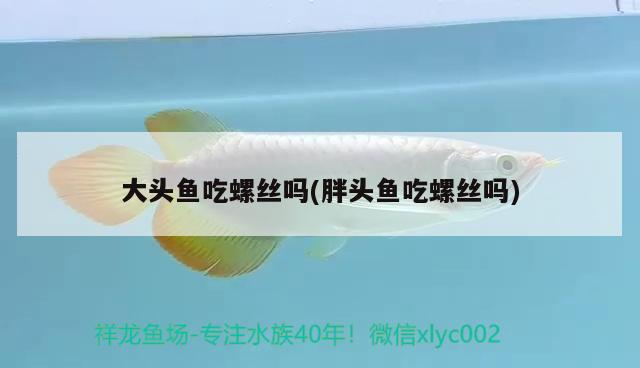 大頭魚吃螺絲嗎(胖頭魚吃螺絲嗎) PH調(diào)節(jié)劑