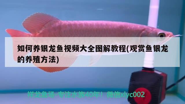 如何養(yǎng)銀龍魚視頻大全圖解教程(觀賞魚銀龍的養(yǎng)殖方法) 銀龍魚百科