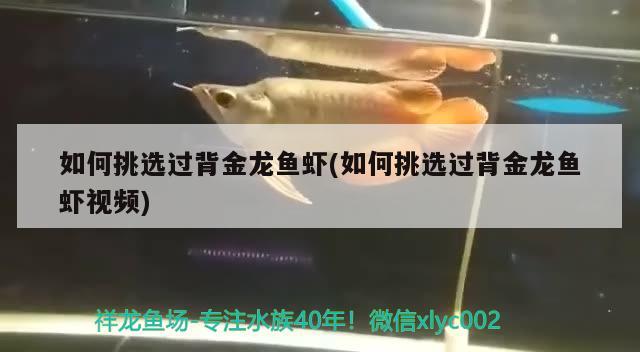 如何挑選過背金龍魚蝦(如何挑選過背金龍魚蝦視頻) 過背金龍魚