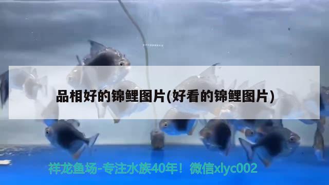 品相好的錦鯉圖片(好看的錦鯉圖片) 水族世界