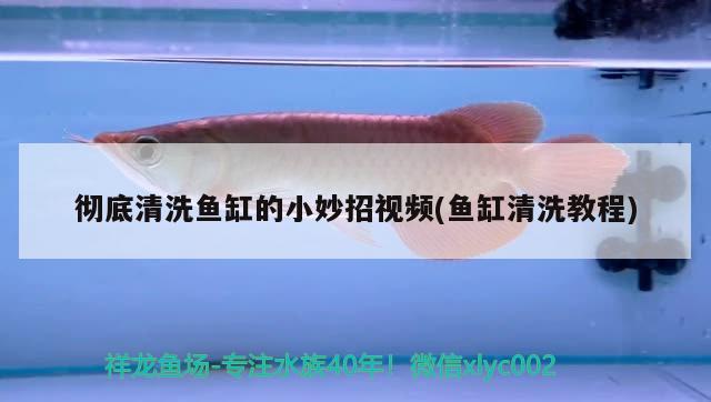 徹底清洗魚缸的小妙招視頻(魚缸清洗教程) 麥肯斯銀版魚