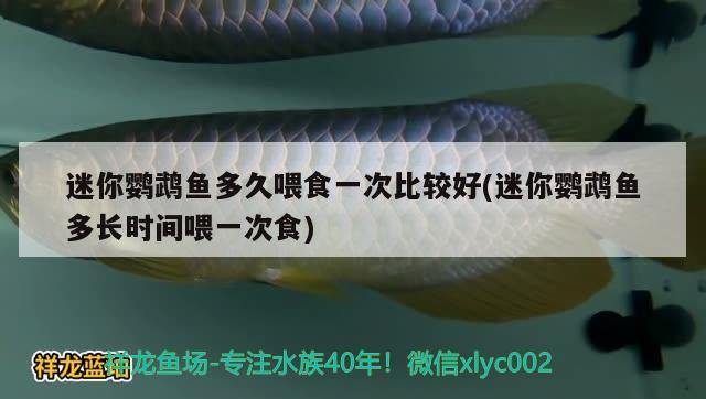 迷你鸚鵡魚多久喂食一次比較好(迷你鸚鵡魚多長時間喂一次食) 鸚鵡魚