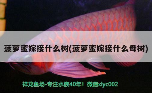 菠蘿蜜嫁接什么樹(菠蘿蜜嫁接什么母樹) 虎魚百科