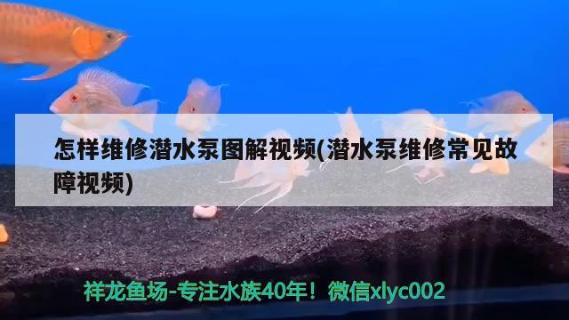 怎樣維修潛水泵圖解視頻(潛水泵維修常見故障視頻) 斯維尼關(guān)刀魚