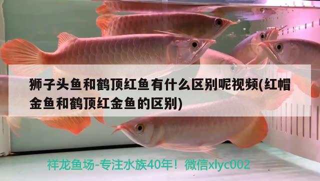 獅子頭魚(yú)和鶴頂紅魚(yú)有什么區(qū)別呢視頻(紅帽金魚(yú)和鶴頂紅金魚(yú)的區(qū)別)