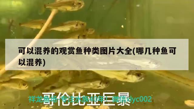 可以混養(yǎng)的觀賞魚種類圖片大全(哪幾種魚可以混養(yǎng)) 財(cái)神鸚鵡魚