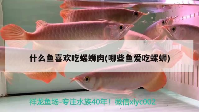 什么魚(yú)喜歡吃螺螄肉(哪些魚(yú)愛(ài)吃螺螄)