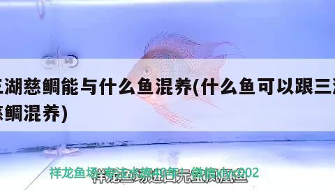 三湖慈鯛能與什么魚混養(yǎng)(什么魚可以跟三湖慈鯛混養(yǎng)) 金三間魚