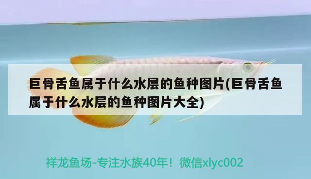 巨骨舌魚屬于什么水層的魚種圖片(巨骨舌魚屬于什么水層的魚種圖片大全)