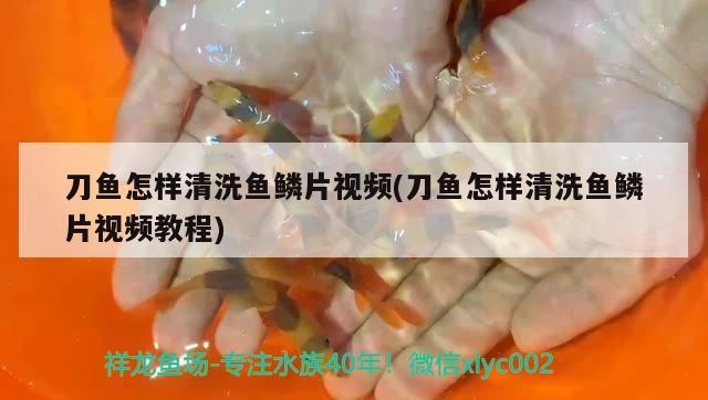 刀魚怎樣清洗魚鱗片視頻(刀魚怎樣清洗魚鱗片視頻教程)