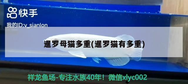 暹羅母貓多重(暹羅貓有多重) 翡翠鳳凰魚