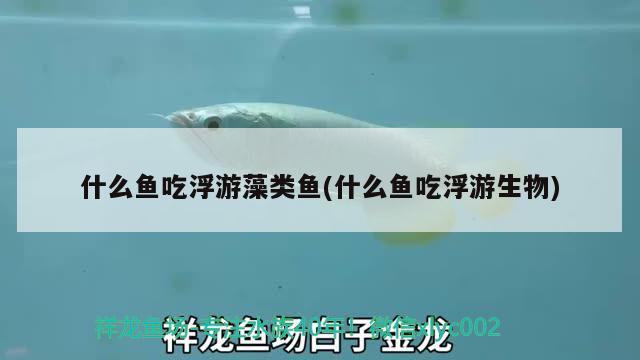 什么魚(yú)吃浮游藻類(lèi)魚(yú)(什么魚(yú)吃浮游生物) 祥龍超血紅龍魚(yú)