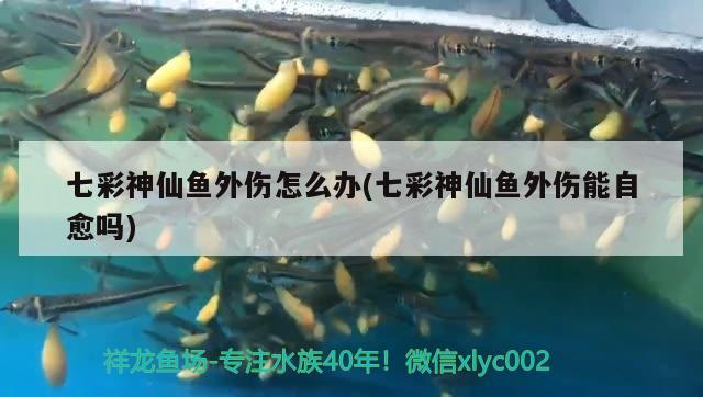 七彩神仙魚外傷怎么辦(七彩神仙魚外傷能自愈嗎) 七彩神仙魚