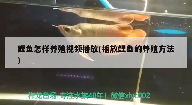 鯉魚怎樣養(yǎng)殖視頻播放(播放鯉魚的養(yǎng)殖方法) 星點(diǎn)金龍魚