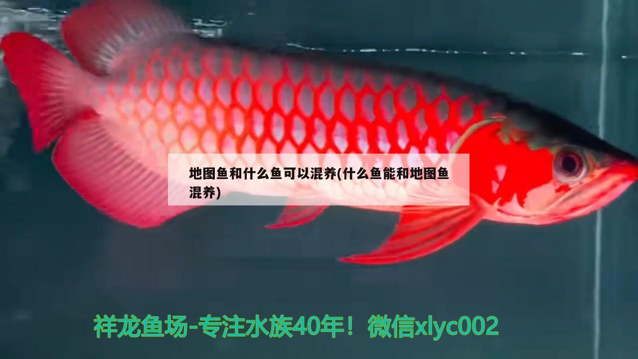 地圖魚(yú)和什么魚(yú)可以混養(yǎng)(什么魚(yú)能和地圖魚(yú)混養(yǎng))