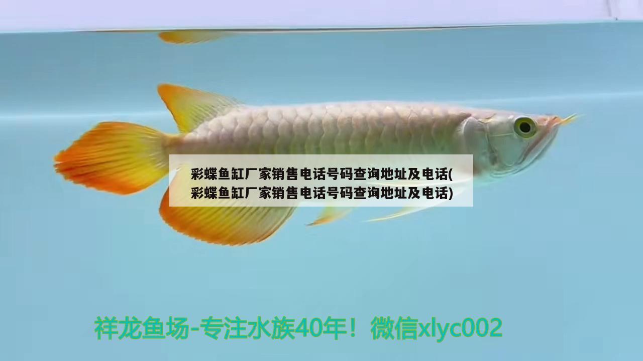 彩蝶魚缸廠家銷售電話號碼查詢地址及電話(彩蝶魚缸廠家銷售電話號碼查詢地址及電話) 白子球鯊魚