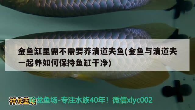 金魚缸里需不需要養(yǎng)清道夫魚(金魚與清道夫一起養(yǎng)如何保持魚缸干凈) 白子黑帝王魟魚