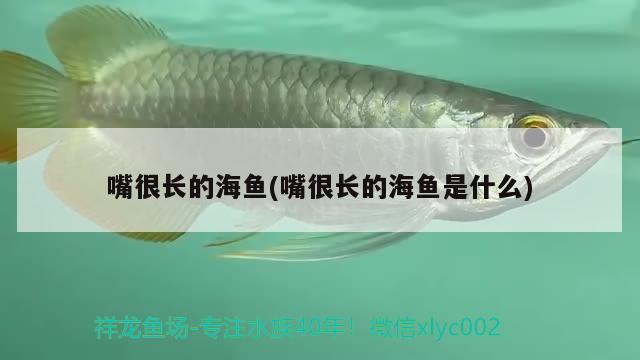 嘴很長的海魚(嘴很長的海魚是什么)