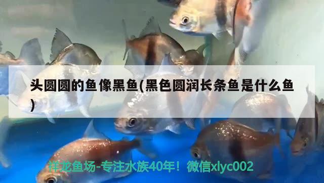 頭圓圓的魚像黑魚(黑色圓潤長條魚是什么魚) 野彩魚