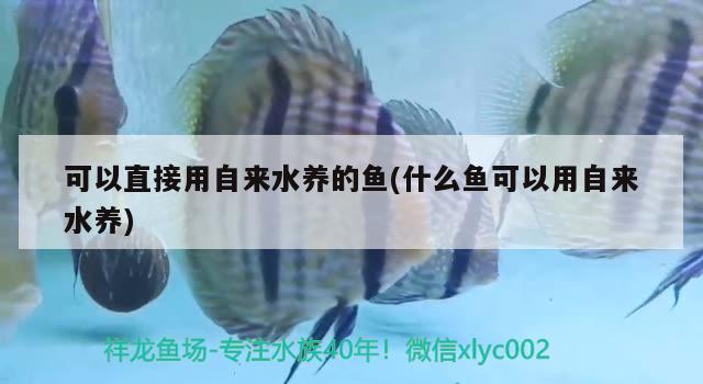 可以直接用自來水養(yǎng)的魚(什么魚可以用自來水養(yǎng)) 龍魚芯片掃碼器