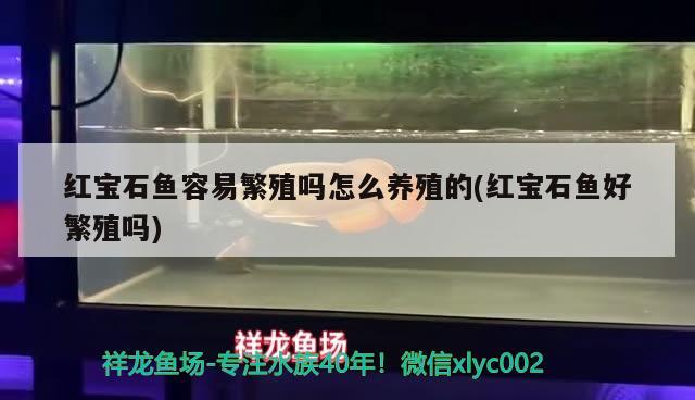 紅寶石魚容易繁殖嗎怎么養(yǎng)殖的(紅寶石魚好繁殖嗎) 龍魚專用燈