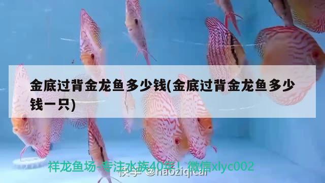 金底過(guò)背金龍魚(yú)多少錢(qián)(金底過(guò)背金龍魚(yú)多少錢(qián)一只) 過(guò)背金龍魚(yú)