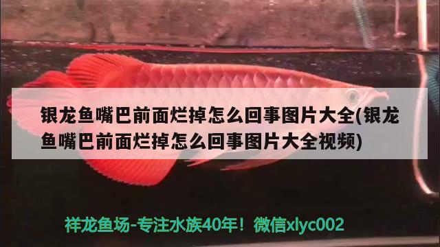 銀龍魚嘴巴前面爛掉怎么回事圖片大全(銀龍魚嘴巴前面爛掉怎么回事圖片大全視頻) 銀龍魚百科