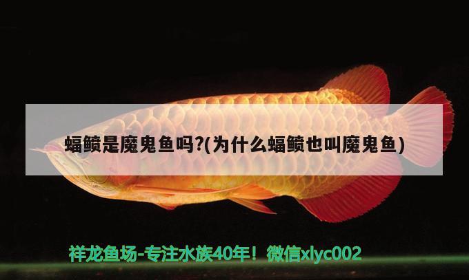 蝠鲼是魔鬼魚嗎？(為什么蝠鲼也叫魔鬼魚) 溫控設(shè)備