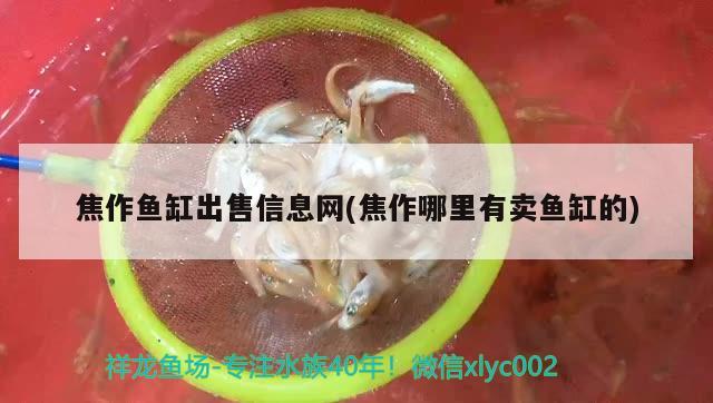 焦作魚(yú)缸出售信息網(wǎng)(焦作哪里有賣魚(yú)缸的) 申古三間魚(yú)