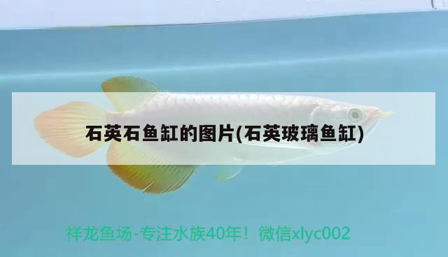 石英石魚(yú)缸的圖片(石英玻璃魚(yú)缸) 黃金斑馬魚(yú)