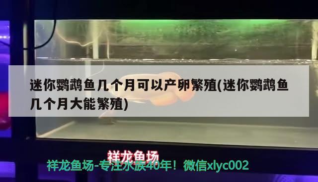 迷你鸚鵡魚(yú)幾個(gè)月可以產(chǎn)卵繁殖(迷你鸚鵡魚(yú)幾個(gè)月大能繁殖) 鸚鵡魚(yú)