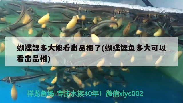 蝴蝶鯉多大能看出品相了(蝴蝶鯉魚多大可以看出品相) 蝴蝶鯉