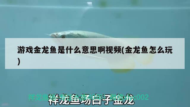 游戲金龍魚(yú)是什么意思啊視頻(金龍魚(yú)怎么玩) 養(yǎng)魚(yú)知識(shí)