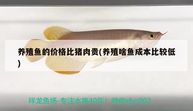 養(yǎng)殖魚的價格比豬肉貴(養(yǎng)殖啥魚成本比較低) 金龍魚百科